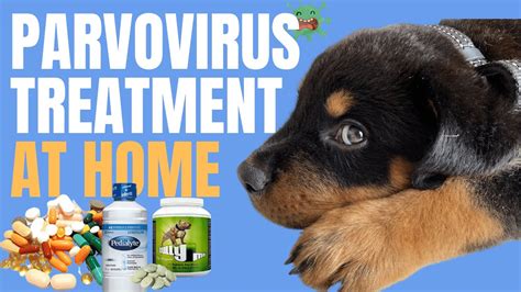 Canine Parvovirus in Dogs - Parvo Treatment at Home - YouTube