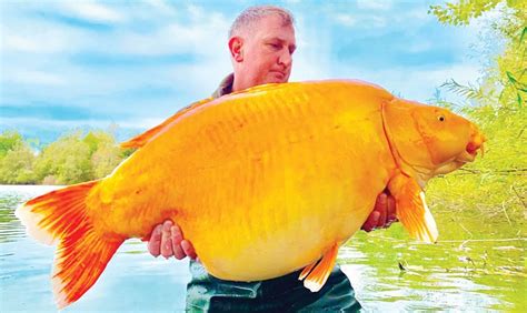 Meet Carrot, the giant viral fish caught In France