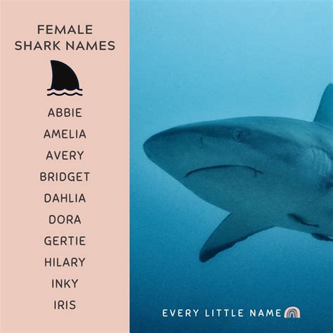 320+ Best Shark Names (Cool, Funny, and Adorable) - Every Little Name