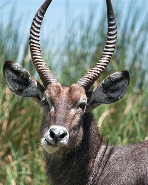 Waterbuck | African wildlife, Grazing animals, Animals