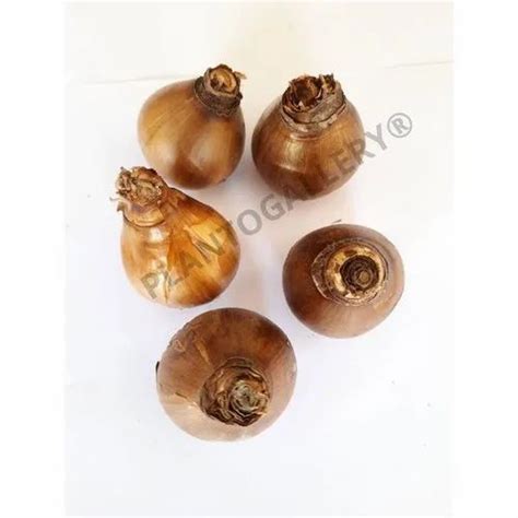 Flower Bulbs Nargis at ₹ 7/piece | New Delhi | ID: 25450274062