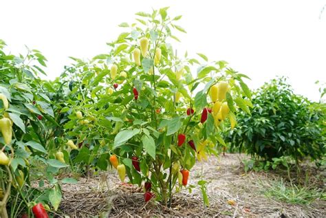 Increase Your Pepper Plant Yield - Easy Steps - PepperGeek.com