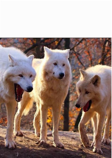 Laughing wolves with white space Memes - Imgflip