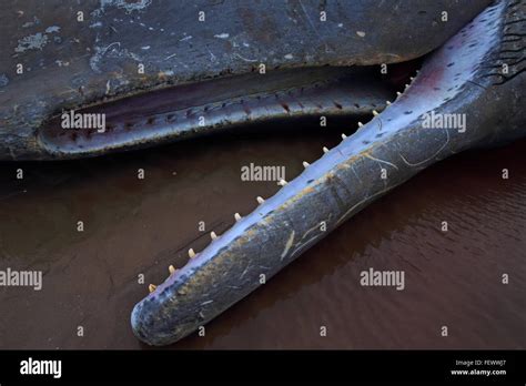 Sperm whale teeth hi-res stock photography and images - Alamy