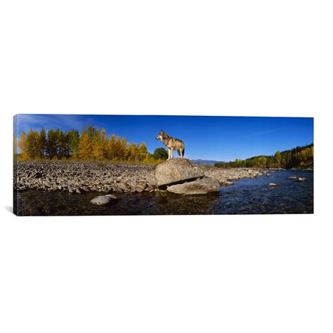 Wolf // Glacier National Park (36"W x 12"H x 0.75"D) - National Parks ...