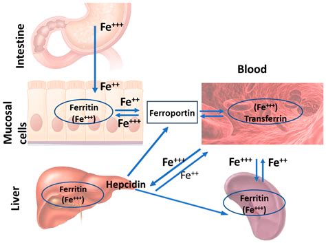 Medicines | Free Full-Text | A Short Review of Iron Metabolism and ...