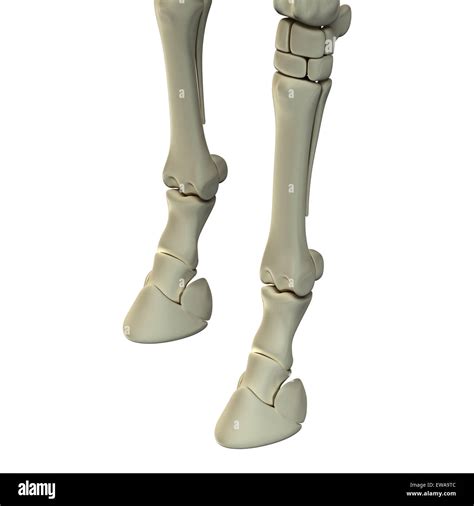 Horse Front Leg Bones - Horse Equus Anatomy - isolated on white Stock Photo - Alamy