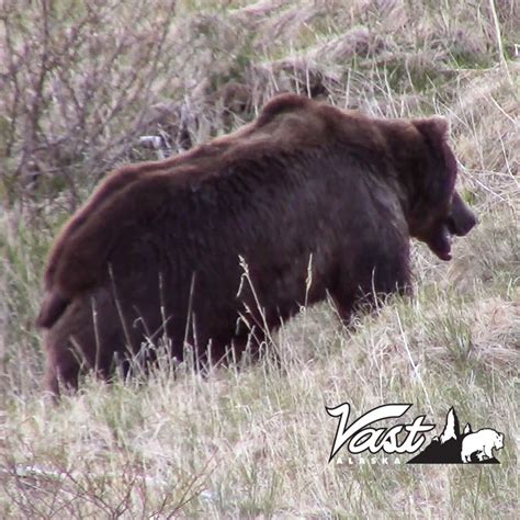 Alaska Peninsula Brown Bear Hunting - Vast Alaska