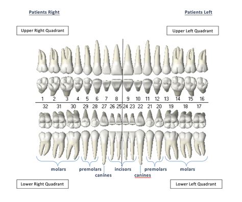 Dental Abbreviations , Terminology & Diagrams | Dental Clinics, Dentists, Klinik Gigi & 牙医 in ...