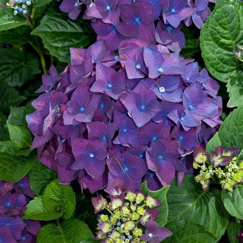 Renata Steiniger Hydrangea macrophylla (Purple/Blue)