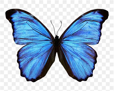 Blue Butterfly Images | Free Photos, PNG Stickers, Wallpapers & Backgrounds - rawpixel