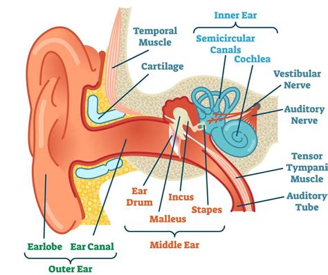 Ears and hearing: How do they work? | Ear diagram, Inner ear diagram, Human ear diagram