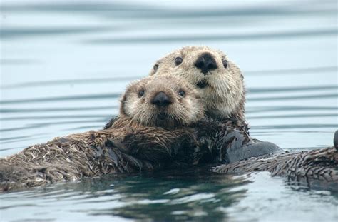 Otter vs. Seal: What's the Difference? - SeaQuest