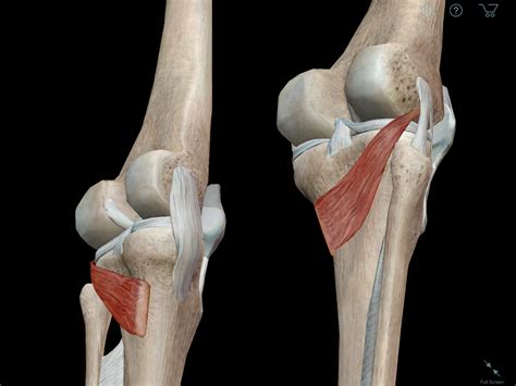 Learn Muscle Anatomy: Popliteus