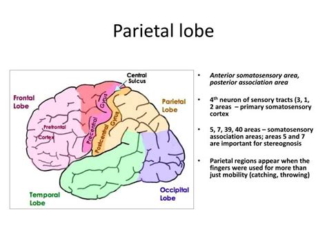 PPT - Parietal lobe PowerPoint Presentation - ID:2194308