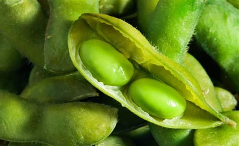 Would you eat GMO soybeans as an Omega-3 source? - Point of View