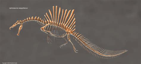 Rushelle.com - Spinosaurus Aegyptiacus Skeleton Study