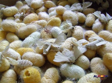 Silkworm Eggs - Aurora Silk & Natural Dyes