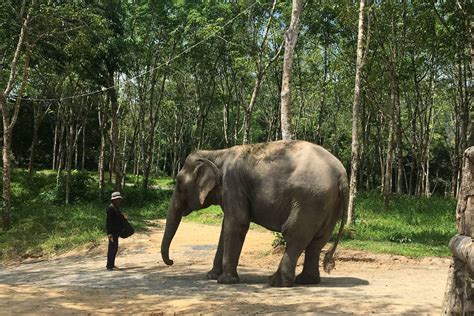 Phuket Elephant Sanctuary | Phuket Trips and Activities | Phuket Tourist Spot