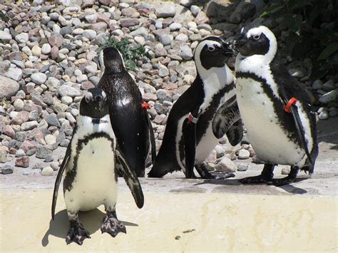 Gay Penguins at Toronto Zoo Have Mated