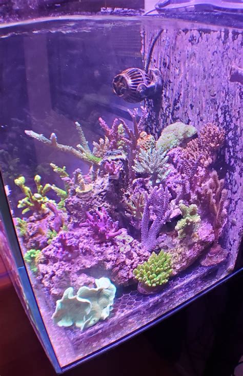 QUESTION OF THE DAY - The best corals for a nano tank! What corals do ...