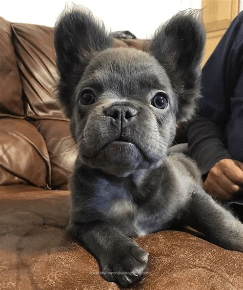 Blue Fluffy French Bulldog - Blue Fluffy frenchie puppies for sale