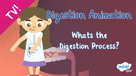 The Digestion Process Animation | Twinkl Go! (teacher made)