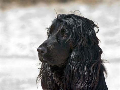 Black English Cocker Spaniel portrait photo and wallpaper. Beautiful Black English Cocker ...