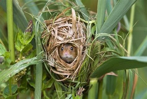 field mouse nest | Animals beautiful, Cute animals, Animals