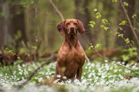 8 Vizsla Colors With Pictures: Choose Your Favorite