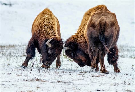 Headbutting animals can suffer from traumatic brain injuries - Earth.com