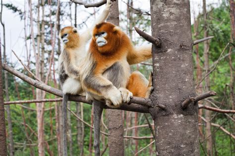 International Primate Day 2016: 10 most endangered primates