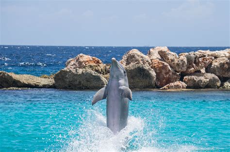 Dolphin Encounter at Dolphin Cove – Errol Flynn Tours Jamaica