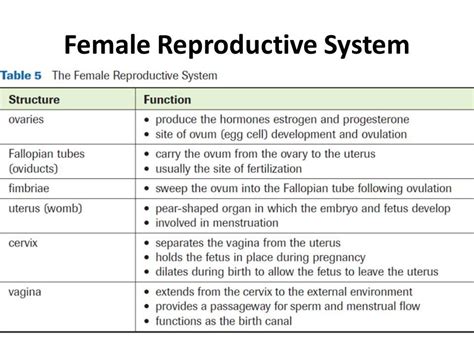 Function of the female reproductive system