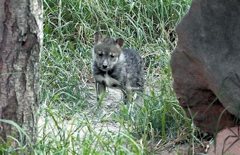 Nace cachorro de lobo mexicano en el Museo del Desierto