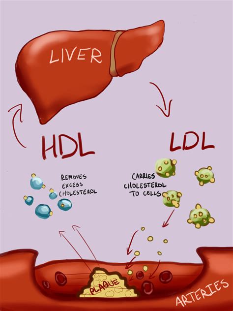 Hdl good or bad