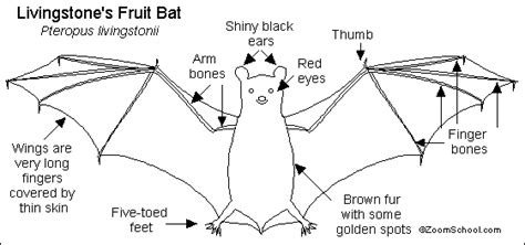 Fruit Bat Printout- EnchantedLearning.com