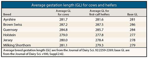 Cow Gestation Calculator Jersey - All About Cow Photos