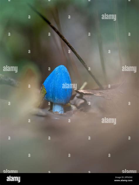 Blue mushroom (Entoloma hochstetteri) on forest habitat, framed by out ...