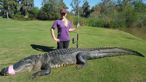 Huge alligator named 'Chubbs' caught on Houston-area golf course - San Antonio Express-News