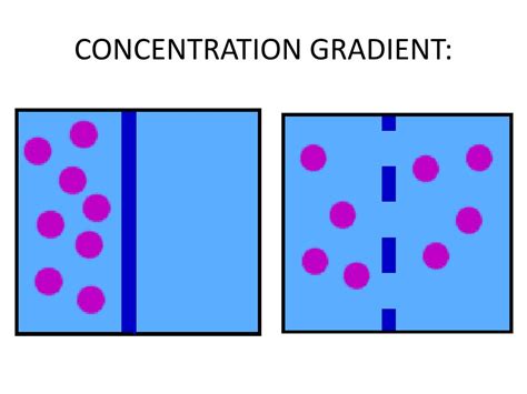 PPT - RESTING MEMBRANE POTENTIAL PowerPoint Presentation, free download - ID:2562275