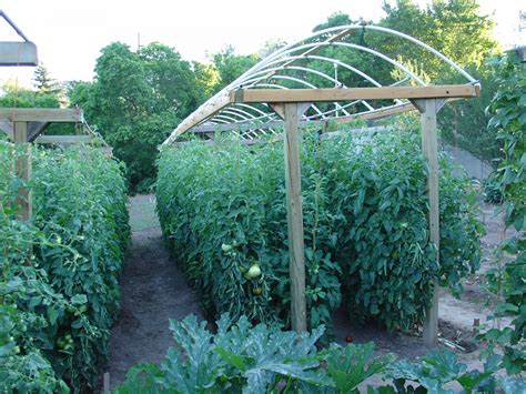 10 Tomato Garden Ideas - Simphome