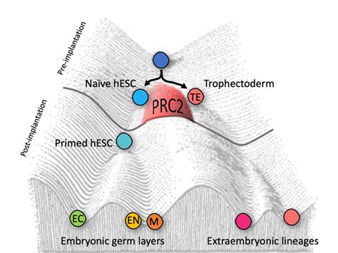 Waddington’s epigenetic landsc [IMAGE] | EurekAlert! Science News Releases