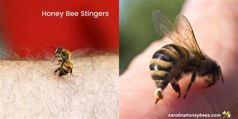 Why Do Honey Bees Sting?- Carolina Honeybees