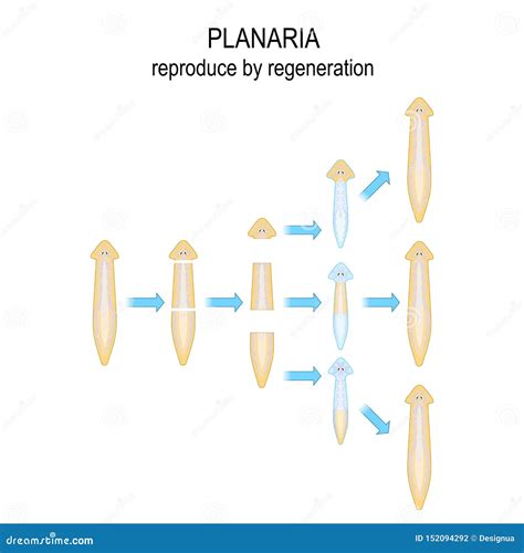 Flatworms Ilustraciones Stock, Vectores, Y Clipart – (18 Ilustraciones ...