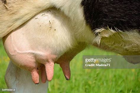 1,796 Cow Udder Stock Photos, High-Res Pictures, and Images - Getty Images