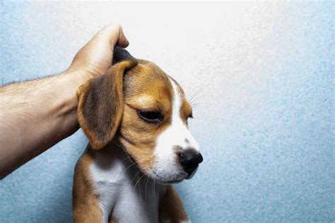 What to Know About Grabbing a Dog by the Scruff - dogIDs