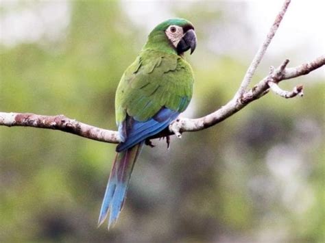 Chestnut-fronted Macaw Care Sheet | Birds Coo