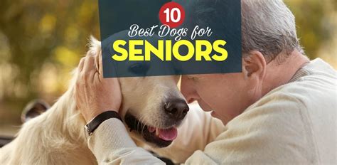 10 Greatest Canine for Seniors and How They Profit the Aged – High ...