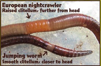 SCORES & OUTDOORS: What are crazy worms and where did they come from? - The Town Line Newspaper